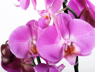 Fototapeta Orchidej fialová
