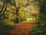 Fototapeta na zeď Autumn Forest