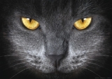 Fototapeta Černá kočka