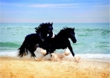 Fototapeta koně a moře