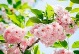 Fototapeta Sakura Blossom, květy